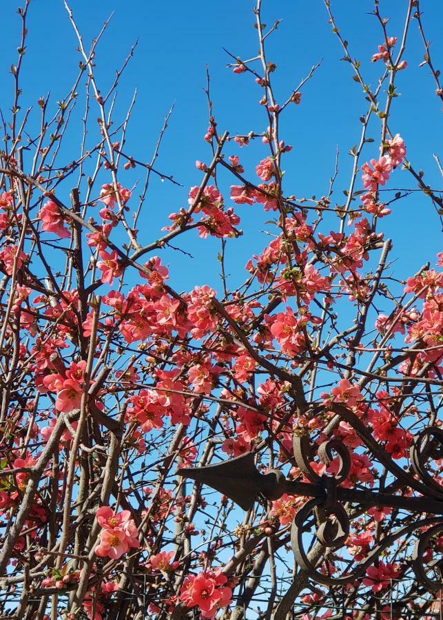 Az.Agr.Cascina Moretta Momo Ngoại thất bức ảnh